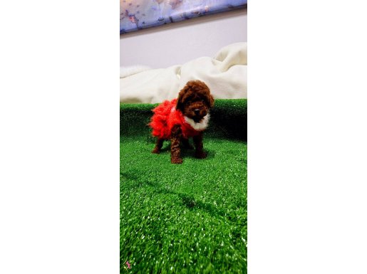 Kore toy poodle red brown