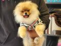 Show Kalite Gerçek Ayı Surat Pomeranian Boo