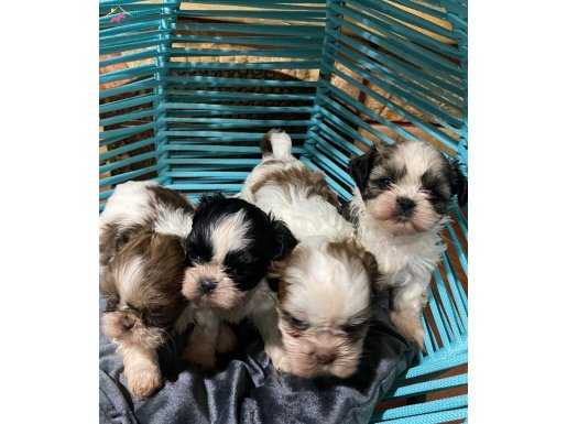 Her Renk En Mini Shihtzu Bebekler 