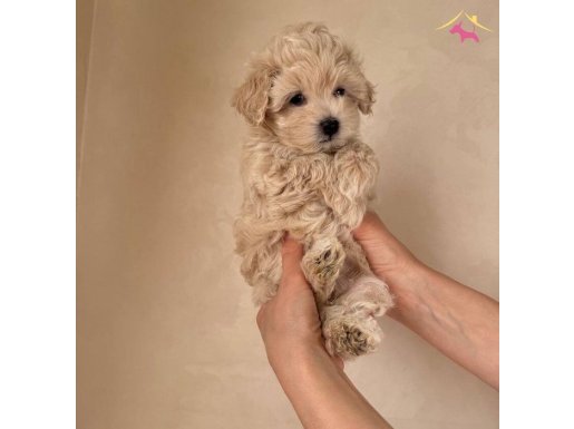 POODLE Değil Maltipo Yavrularımız 