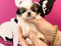 Mini Boy Shihtzu Yavrular 