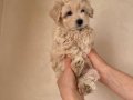 POODLE Değil Maltipo Yavrularımız 