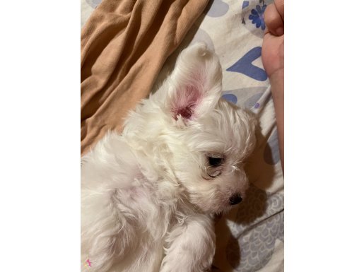 Karbeyaz 8 Haftalık Maltese Terrier Bebekler