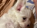 Karbeyaz 8 Haftalık Maltese Terrier Bebekler