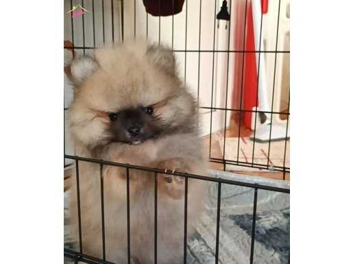 Orijinal pomeranian boo ayı surat 