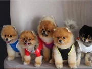 Safkan pomeranianlar