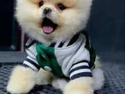 Orjinal pomeranian