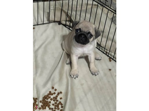 PUG YAVRU KREM DİŞİ A KALİTE