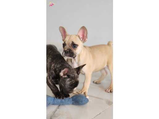 MUHTEŞEM FRENCH BULLDOG YAVRULARI 