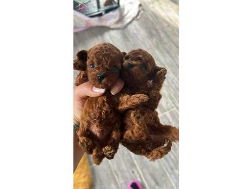 RESMİ İŞLETMEDEN KORE TOYPOODLE YAVRULARI