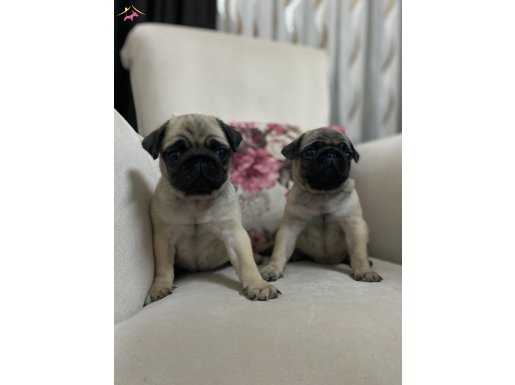 Buruşuk surat pug mops 