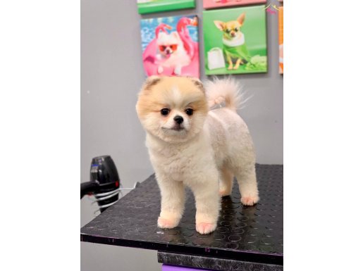 EFSANE GÜZELLİKTE 11 AYLIK DİŞİ POMERANIAN BOO YAVRUMUZ