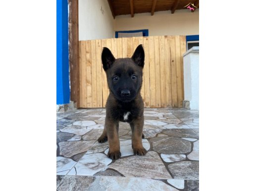 Belçika Malinois 