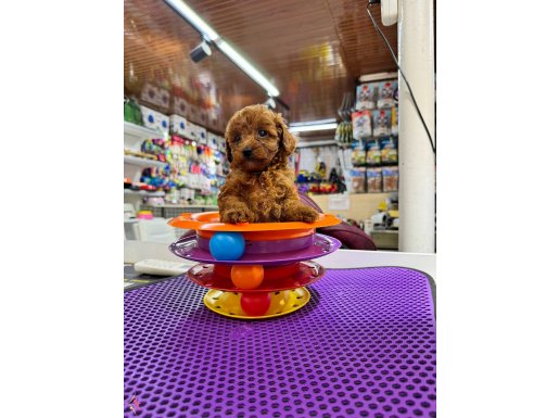 Toy Poodle Yavrular