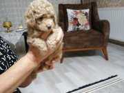 Toy Poodle 