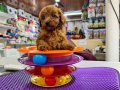 Toy Poodle Yavrular