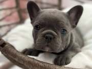 KALİTELİ BLUE FRENCH BULLDOG BEBEKLER