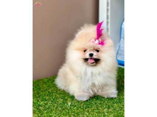 Teddy face Pomeranian boo WC eğitimli