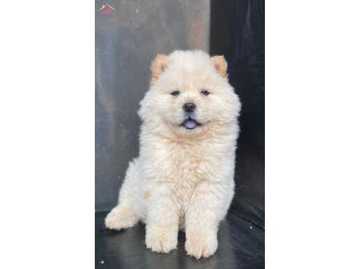 AYI SURAT CHOW CHOW 