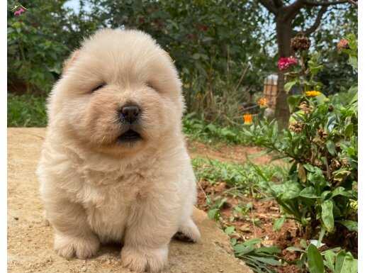 AYI SURAT CHOW CHOW