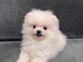 Orjinal ukranie white pomeranian boo 