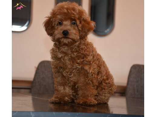 Poodle gibi Red Brown Maltipo yavrumuz