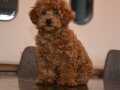 Poodle gibi Red Brown Maltipo yavrumuz