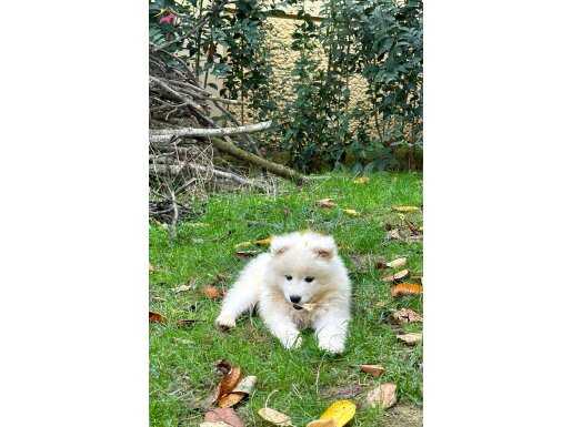 KIF/FCI ŞECERELİ ERKEK SAMOYED YAVRUSU