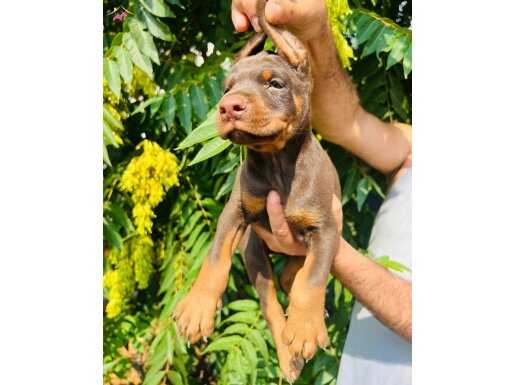 Efsane Doberman yavrular 