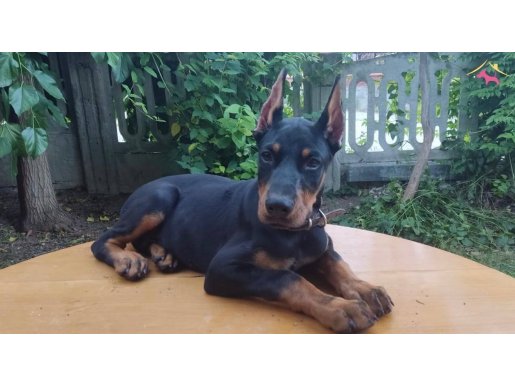 İri yapılı Doberman yavrular 