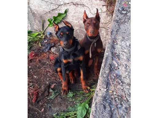 Show kalite doberman yavrular 