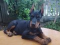 İri yapılı Doberman yavrular 