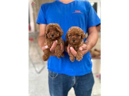 RED TOY POODLE YAVRULAR 