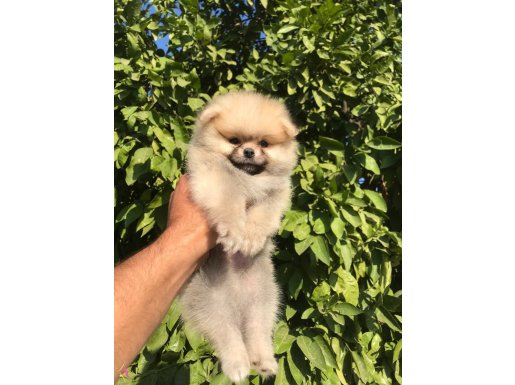 Ayı surat pomeranian boo bebekler 