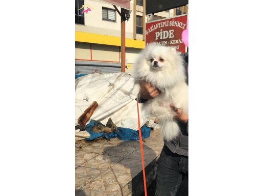 Ayır surat pomeranian boo anne ve yavruları