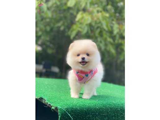 Dişi Pomeranian Boo Yavrumuz