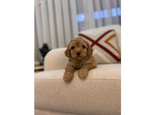 Orjinal Maltipoo yavrum 