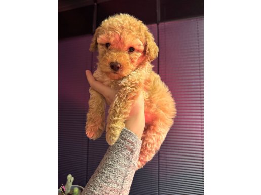 Kıvırcık Maltipoo yavrum 