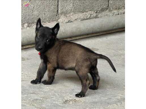 Koyu Maskeli Belçika Malinois Yavrular 