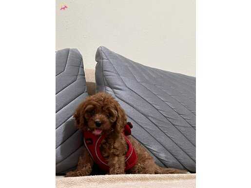 Cavapoo yavrumuz