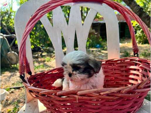 Shihtzu yavrularımız