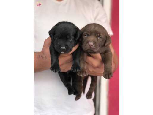 Labrador Retriever Yavrularımız