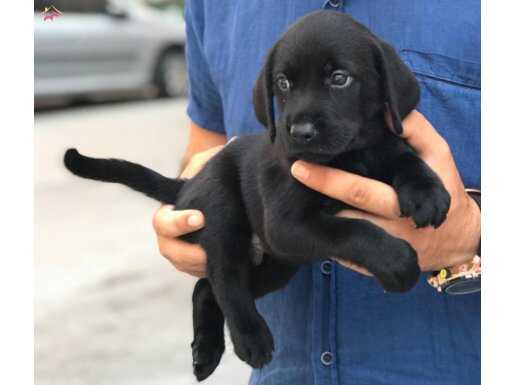 Labrador Retriever