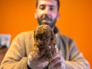 Sosyal Ortamın Yıldızı: Mikro Karamel Toy Poodle