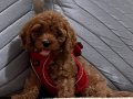 Cavapoo yavrumuz