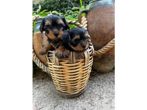 Yorkshire Terrier Yavrularımız 