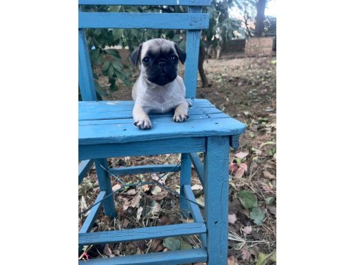 Pug Mops yavrularımız Hazır