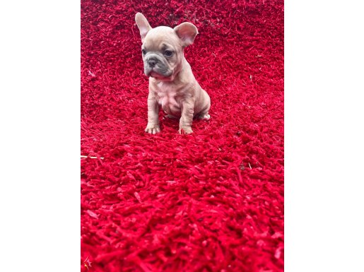 Renk renk French Bulldog Yavruları