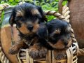 Yorkshire Terrier Yavrularımız 