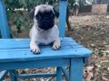 Pug Mops yavrularımız Hazır